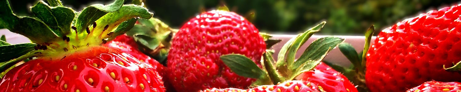 Frische Erdbeeren in einem Kartonkörbchen