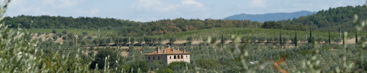 Weingut in der Toscana mit Reben und Zypressen.